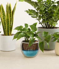 Load image into Gallery viewer, Earthy
