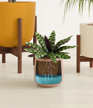 Load image into Gallery viewer, Evening Sky stand:two_stands
