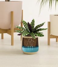 Load image into Gallery viewer, Sandy stand:two_stands
