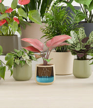 Load image into Gallery viewer, Countryside
