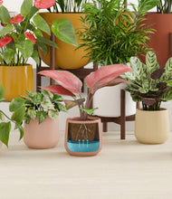 Load image into Gallery viewer, Evening Sky stand:thirteen_stands
