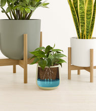 Load image into Gallery viewer, Earthy stand:two_stands
