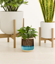 Load image into Gallery viewer, Misty Morning stand:two_stands
