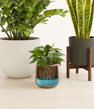 Load image into Gallery viewer, Woodland stand:one_stand
