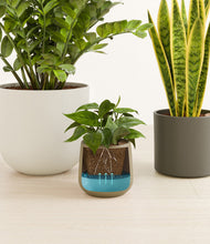 Load image into Gallery viewer, Woodland
