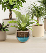 Load image into Gallery viewer, -
