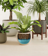 Load image into Gallery viewer, Woodland stand:four_stands
