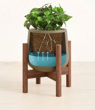 Load image into Gallery viewer, Olive stand:walnut
