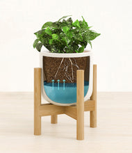 Load image into Gallery viewer, Cotton White stand:bamboo
