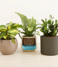 Load image into Gallery viewer, Woodland
