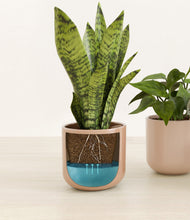 Load image into Gallery viewer, Peach Blossom
