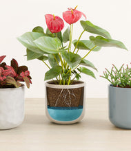 Load image into Gallery viewer, Frosted Lagoon
