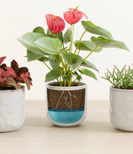 Load image into Gallery viewer, Hammered Ivory
