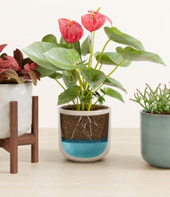 Load image into Gallery viewer, Moss Frost stand:one_stand
