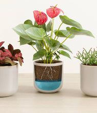 Load image into Gallery viewer, Snowdrift White
