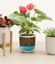 Load image into Gallery viewer, Winter Glow stand:one_stand
