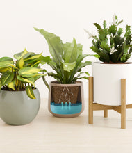 Load image into Gallery viewer, Earthy stand:one_stand
