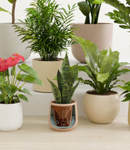 Load image into Gallery viewer, Sandy stand:all
