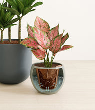 Load image into Gallery viewer, Earthy stand:all
