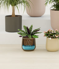 Load image into Gallery viewer, Woodland
