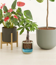 Load image into Gallery viewer, Countryside stand:one_stand
