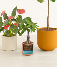 Load image into Gallery viewer, Evening Sky
