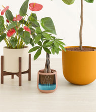 Load image into Gallery viewer, Evening Sky stand:one_stand
