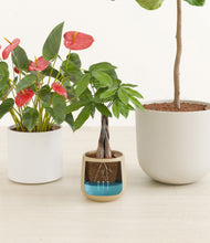 Load image into Gallery viewer, Cotton
