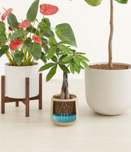 Load image into Gallery viewer, Misty Morning stand:one_stand
