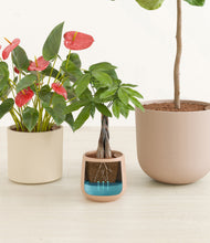 Load image into Gallery viewer, Sandy
