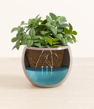 Load image into Gallery viewer, Winter Clouds
