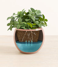 Load image into Gallery viewer, Calm Rose
