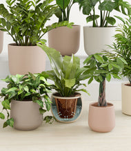 Load image into Gallery viewer, Sandy stand:all
