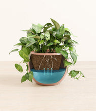 Load image into Gallery viewer, Calm Rose
