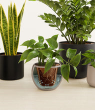 Load image into Gallery viewer, Charcoal stand:all
