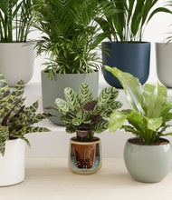 Load image into Gallery viewer, Earthy stand:all
