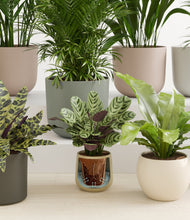 Load image into Gallery viewer, Woodland stand:all
