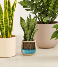 Load image into Gallery viewer, Sandy
