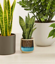 Load image into Gallery viewer, Woodland
