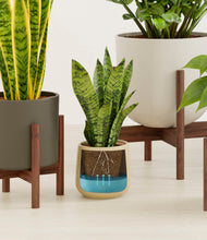 Load image into Gallery viewer, Woodland stand:five_stands
