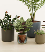 Load image into Gallery viewer, Earthy stand:all
