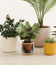 Load image into Gallery viewer, Evening Sky stand:all
