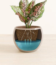 Load image into Gallery viewer, Desert Brown
