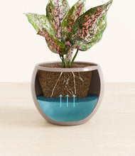 Load image into Gallery viewer, Winter Clouds
