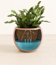 Load image into Gallery viewer, Calm Rose
