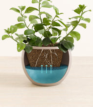 Load image into Gallery viewer, Desert Brown
