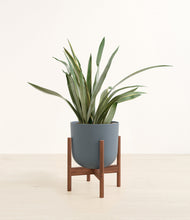 Load image into Gallery viewer, Iron Gray stand:walnut
