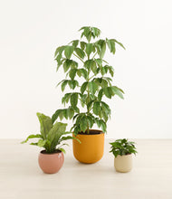 Load image into Gallery viewer, Evening Sky
