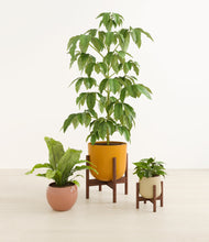 Load image into Gallery viewer, Evening Sky stand:two_stands
