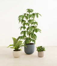 Load image into Gallery viewer, Summer Mist
